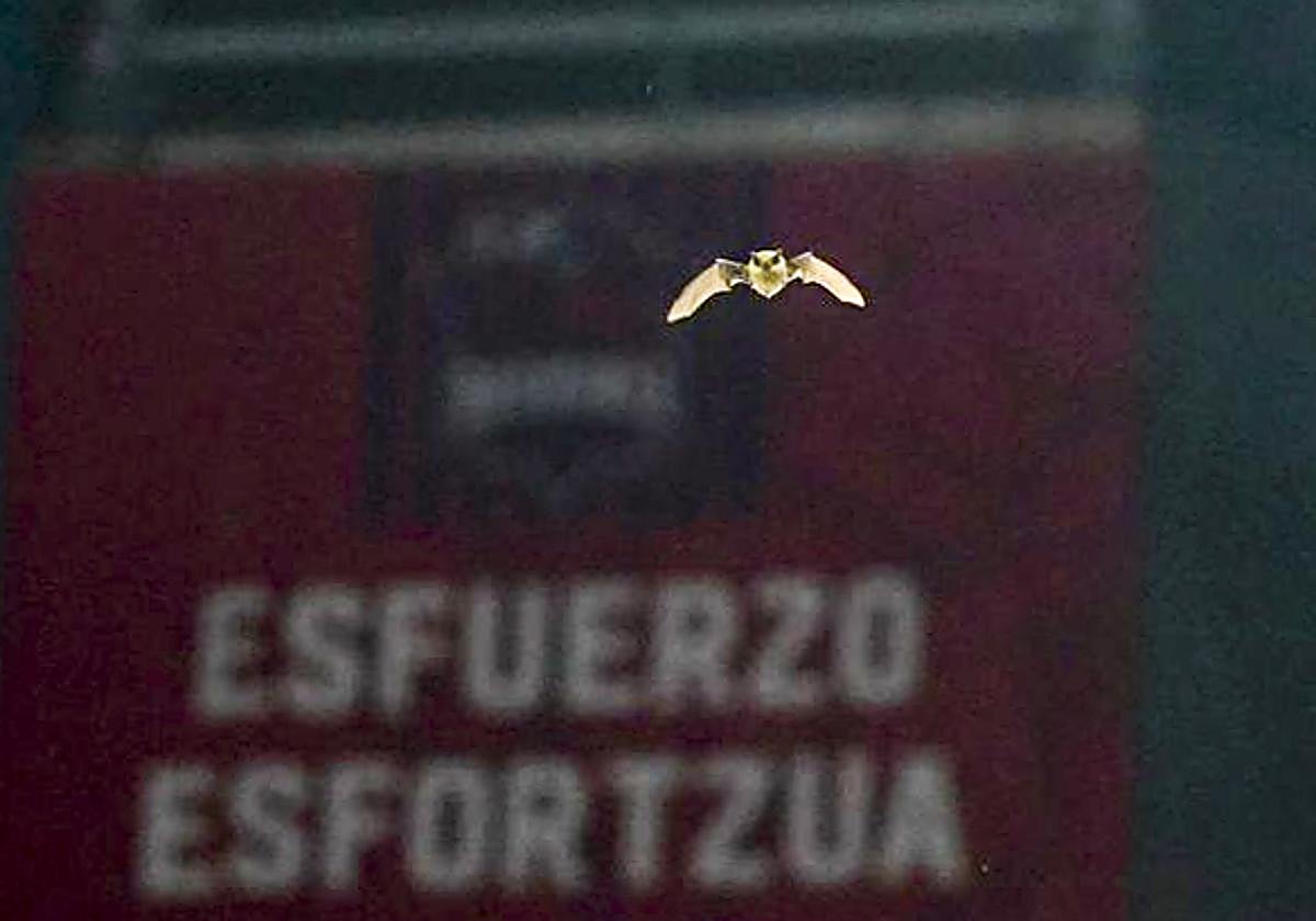 El murciélago en el Buesa Arena.