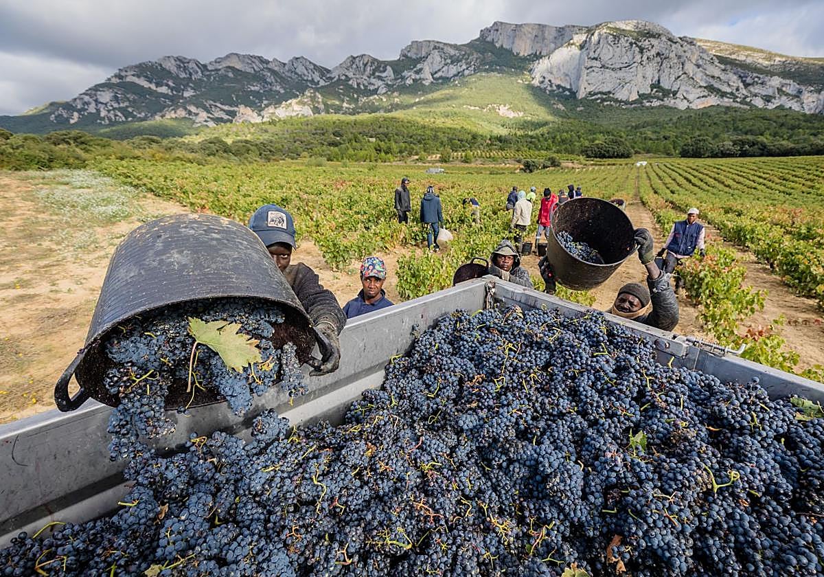 El debate sobre el plan para revitalizar Rioja Alavesa se celebrará el miércoles.