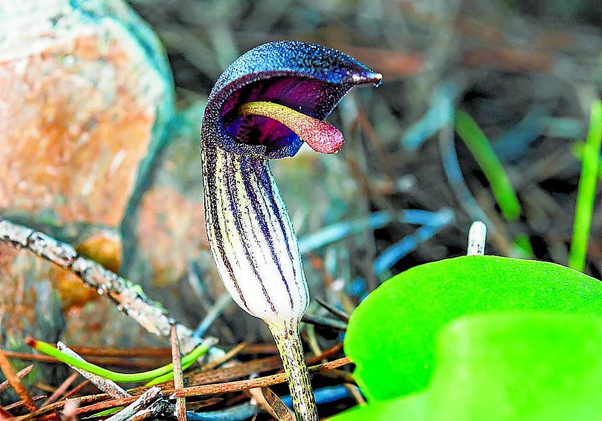 La flor es de color morado oscuro con franjas blancas longitudinales.