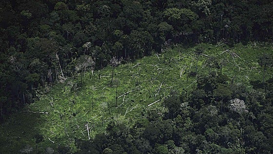 Casi el 40% de las especies de árboles están en peligro de extinción