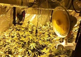 La Policía Municipal decomisa más de 35 kilos de marihuana en una lonja de Santutxu