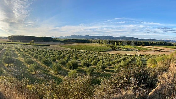 Malzapato: El aceite que nació para hacer queso