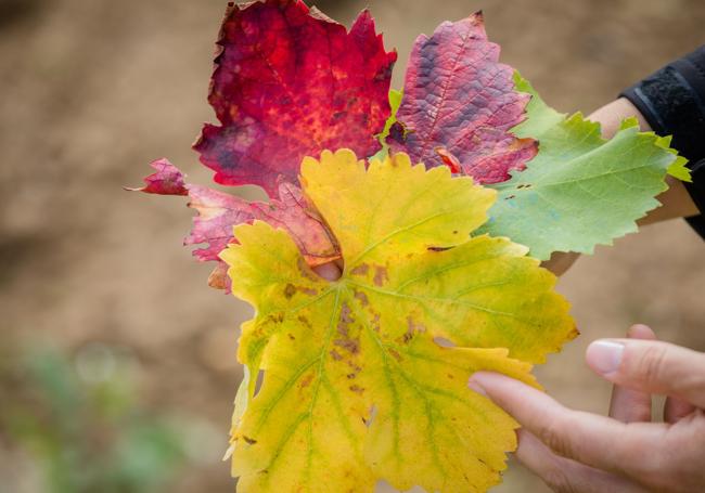 Las vides cambian en esta época del año de tonalidad según la variedad de la uva.