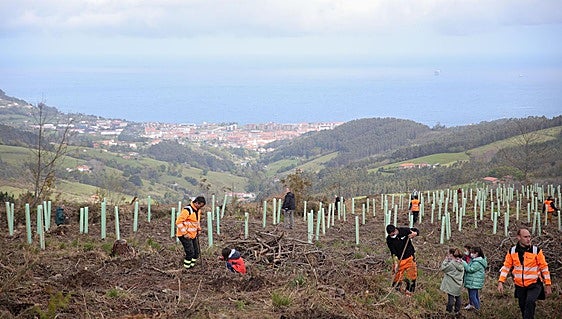 La Diputación cambia los eucaliptos y pinos por robledales en 200 hectáreas