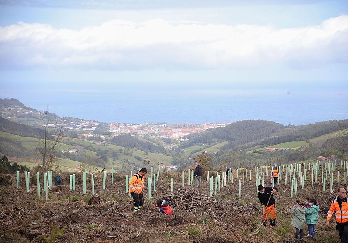 Plantación de un bosque autóctono en una de las parcelas adquiridas por la Diputación en Busturia