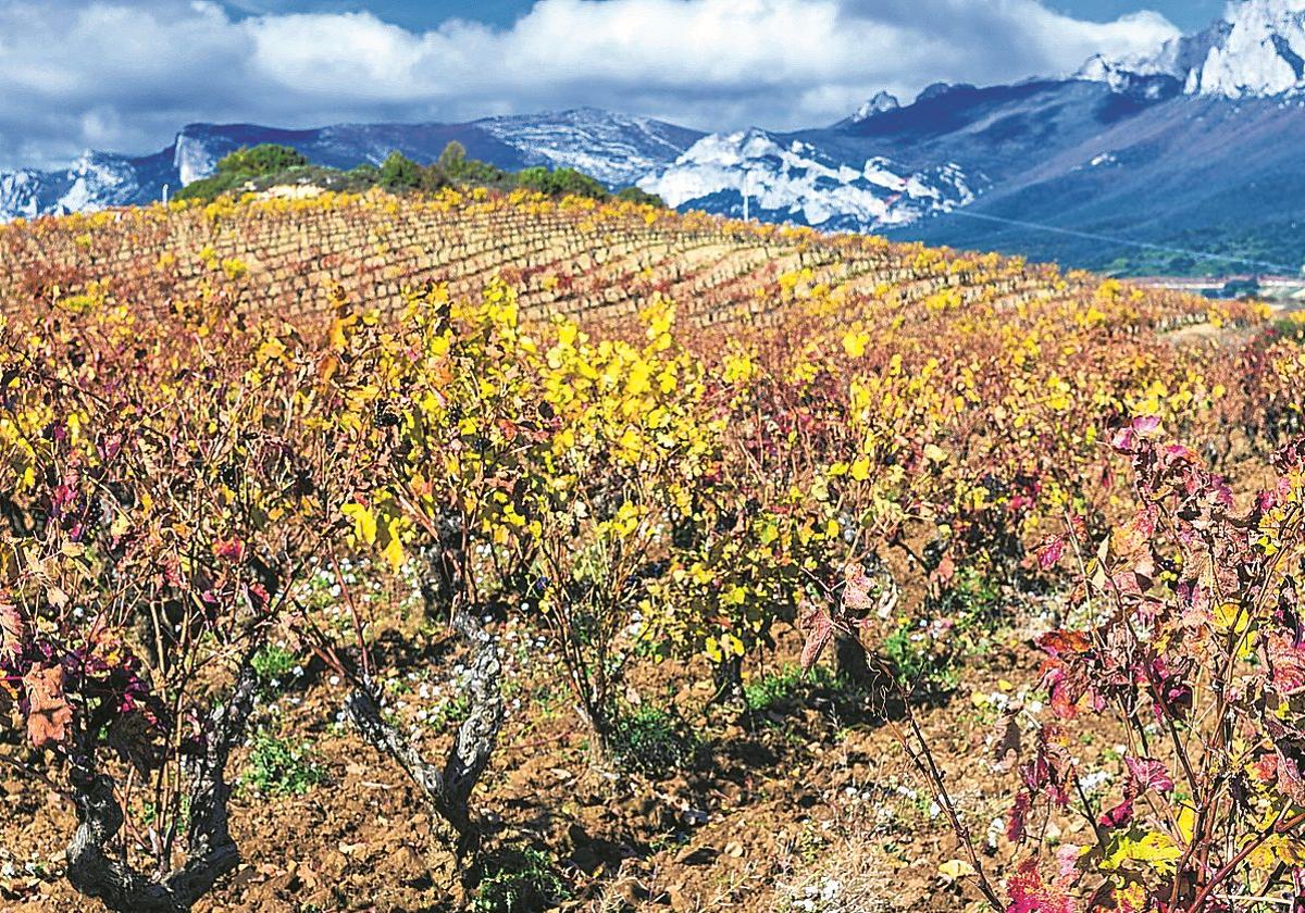 La asociación aspira a aunar los intereses de las bodegas entre la Sierra de Cantabria y el río Ebro.