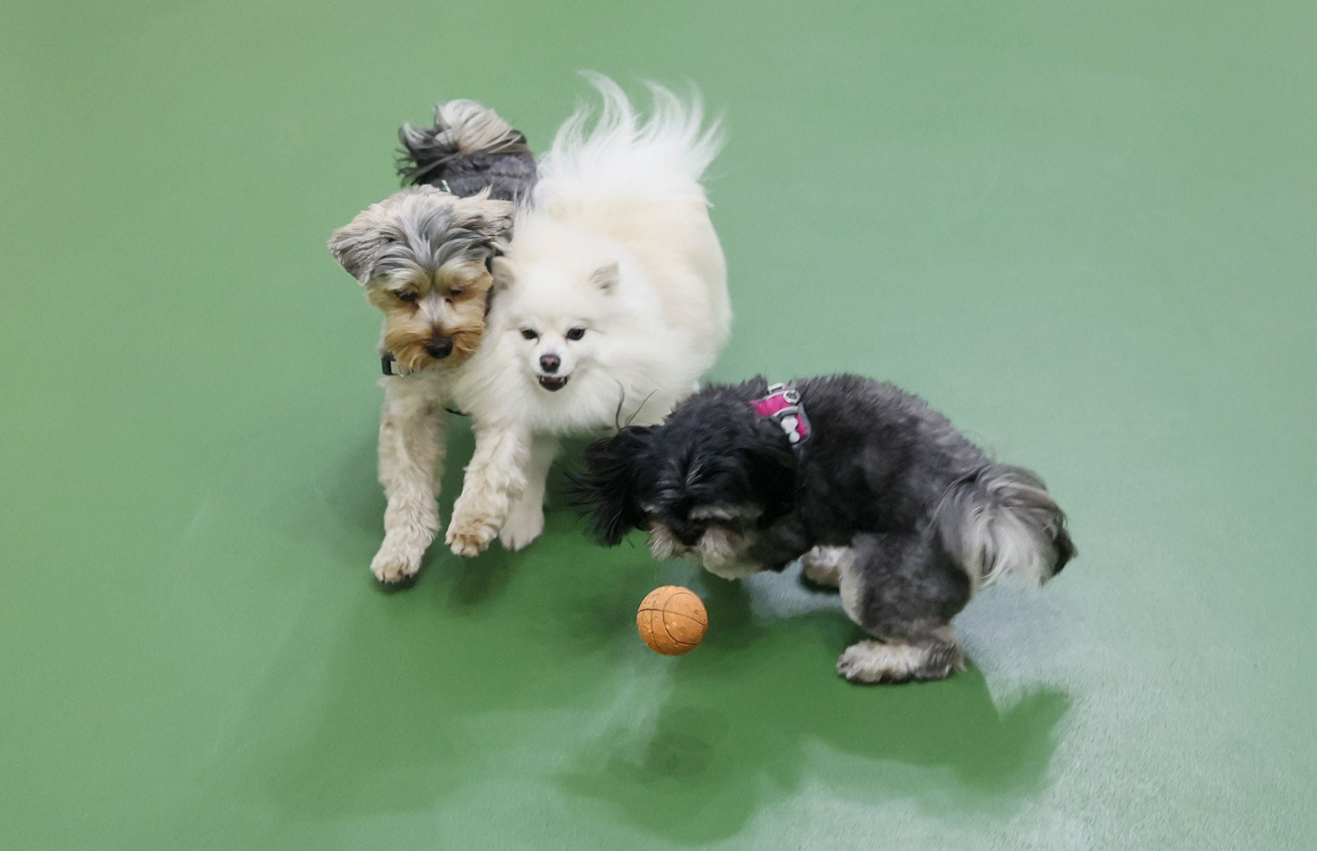 Una inglesa y una hawaiana abren la única guardería canina del centro de Bilbao: «Se lo pasan bomba»