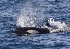 La orca conocida como 'Gladis Isa', una de las ejemplares avistadas este pasado domingo a 10 millas mar adentro del cabo Matxitxako.