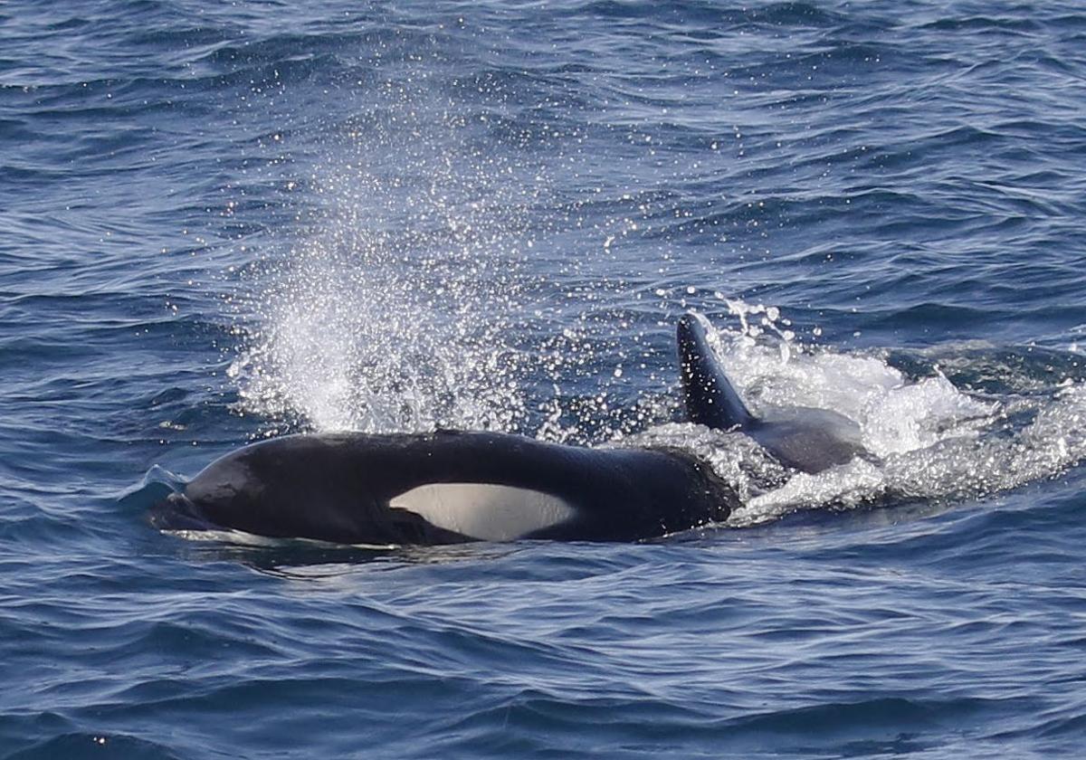 La orca conocida como 'Gladis Isa', una de las ejemplares avistadas este pasado domingo a 10 millas mar adentro del cabo Matxitxako.