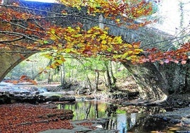 Los ocres y amarillos se adueñan de los bosques.