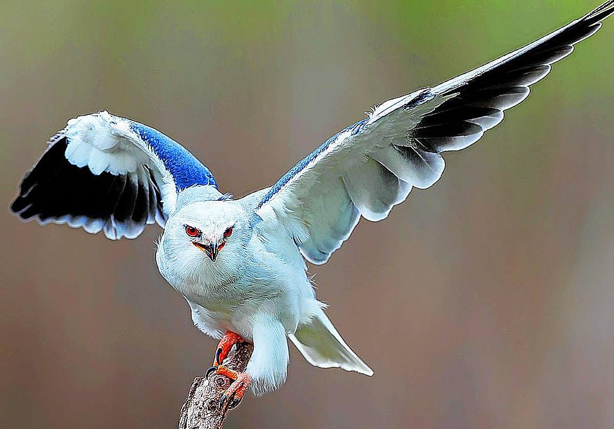 El elanio azul es una rapaz de llamativo plumaje.