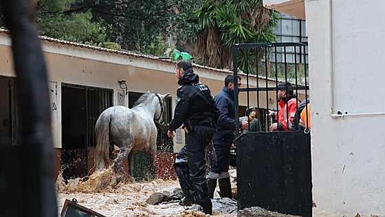 El agónico rescate de unos caballos en Málaga: «Se ahogan, hay que romper las puertas»