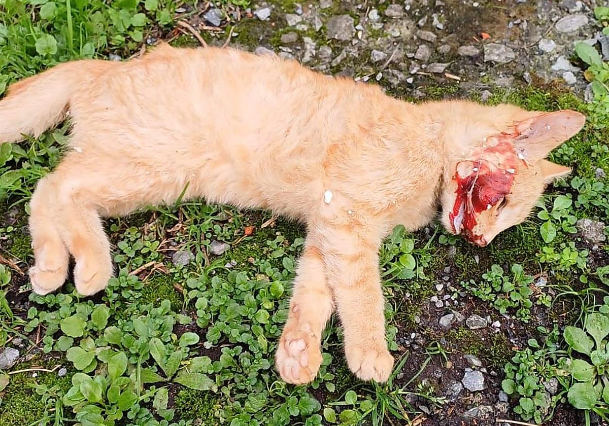PACMA denuncia el envenenamiento de una treintena de gatos en Bilbao
