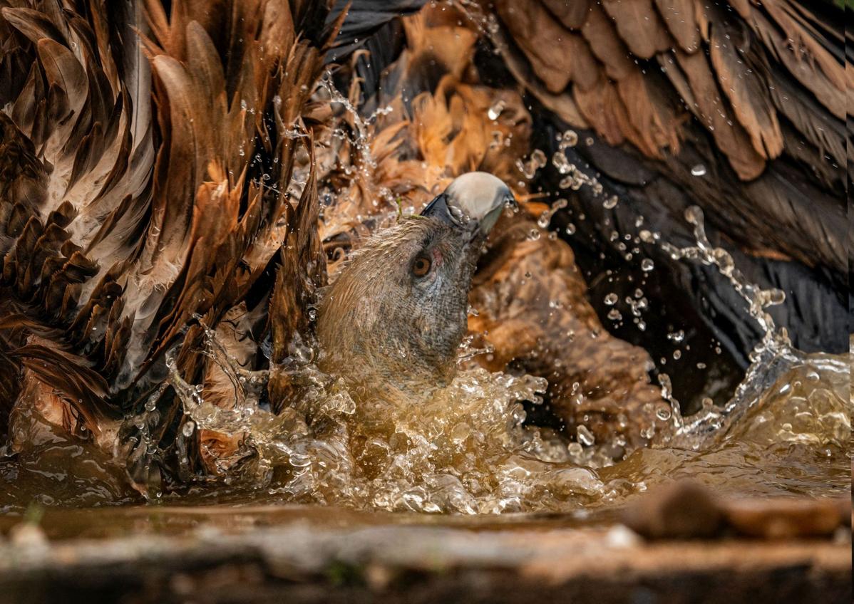 Imagen secundaria 1 - En el apartado de naturaleza, Jesús de Pedro se presentó con estas imágenes espectaculares. En la esquina inferior derecha, Álex posa con el premio recibido.