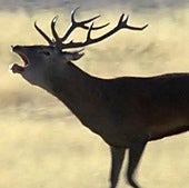 ¿Los lobos de 'El Hormiguero'? Un documental de animales que ya es historia de la televisión