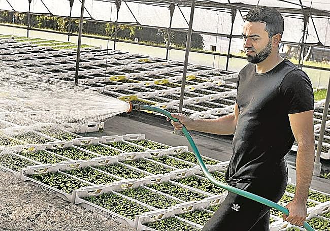 Epifanio Pimentel, de 32 años, en su semillero de Lezama