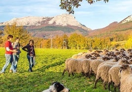 La quesería Atxeta de Oleta, en Aramaio, ofrece la posibilidad de pastorear un rebaño durante un día.