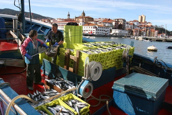 Arrantzales de la flota de bajura de Bermeo descargan verdel en el muelle.