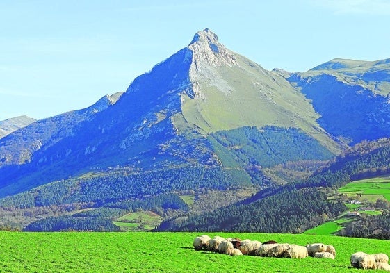 Rebaño de ovejas en Amezketa y el Txindoki al fondo.