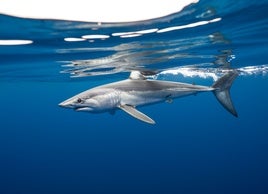 Azti hace un seguimiento de los tiburones para garantizar su conservación.