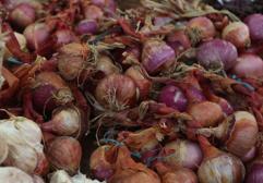 Cebolla roja: