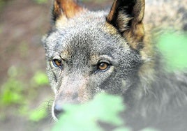 Las manadas de lobos ibéricos se agrupan en el oeste penínsular.