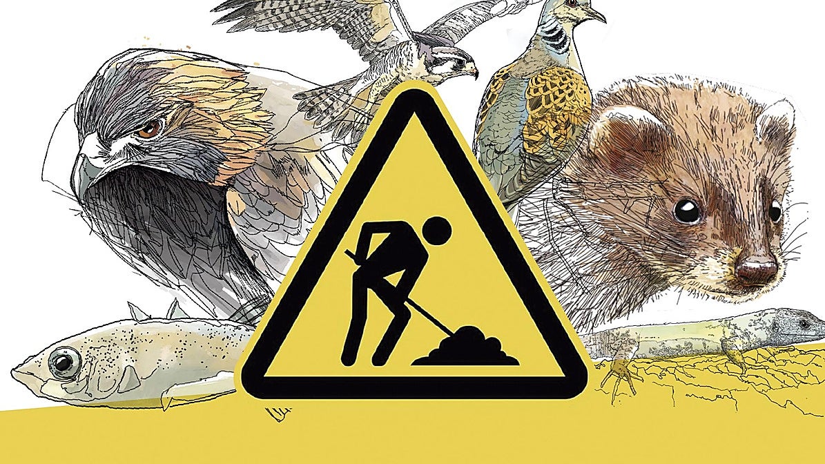 Animales que paralizan carreteras, vías o parques eólicos