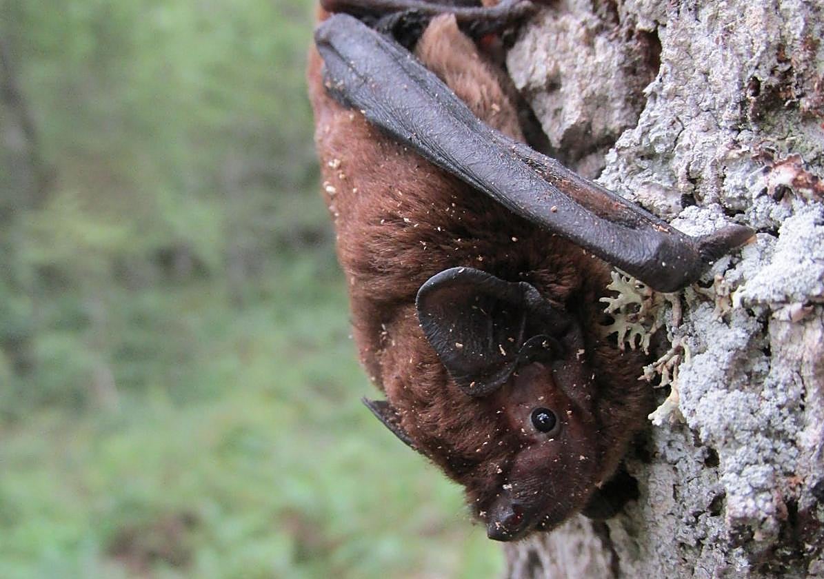 El murciélago que recorrió 1.300 kilómetros para reproducirse en Álava