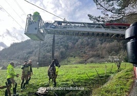 Los bomberos rescatan a un burro atrapado en el cauce del río en Lea Artibai: «No ha sido difícil»