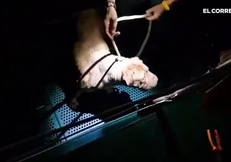 La Guardia Civil rescata a un perro que cayó al mar en Nochebuena asustado por los petardos
