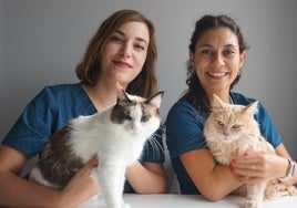 Leila Rich y Laura Iglesias abren en Bilbao la primera clínica solo para gatos de Euskadi.