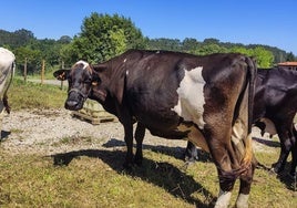 Las vacas, a día de hoy, recuperadas del estado de desnutrición en que las encontró el Seprona