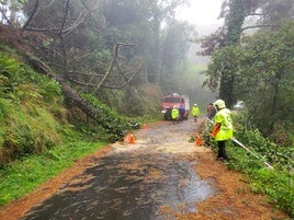 Voluntarios de Protección Civil de Bermeo intervienen en la retirada de árboles cañidos en una zona boscosa de Bermeo.