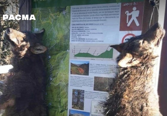 Encuentran dos lobos sin vida colgados de un cartel informativo en un parque natural de Asturias