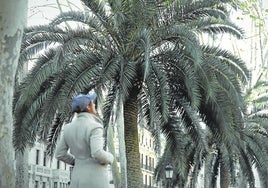 Imagen de las palmeras de Jardines de Albia, afectadas por el escarabajo picudo, que fue detectado por primera vez en España en 1994.