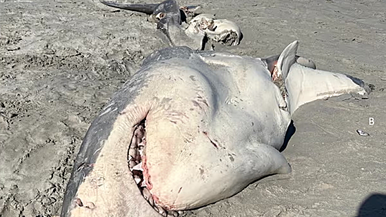 Las orcas, el mayor enemigo del tiburón blanco: sus hígados las vuelven locas