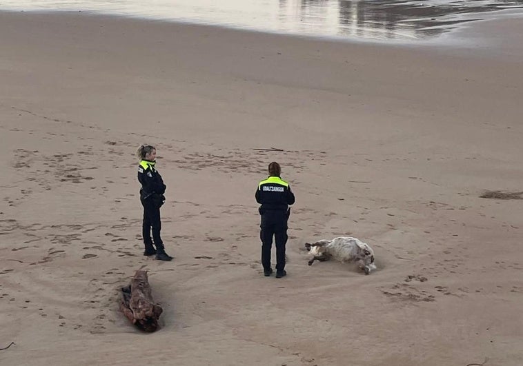 Policías locales de Gorliz, junto a cuerpo de la oveja.