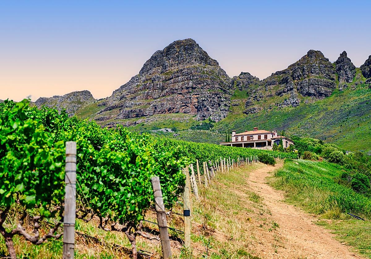 Viñedo de Sudáfrica.