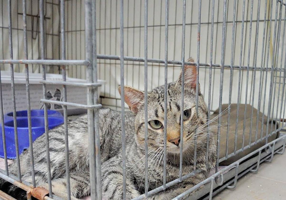 'Silván', Llegó con menos de un año a la perrera, en 2022, y es «muy sociable».