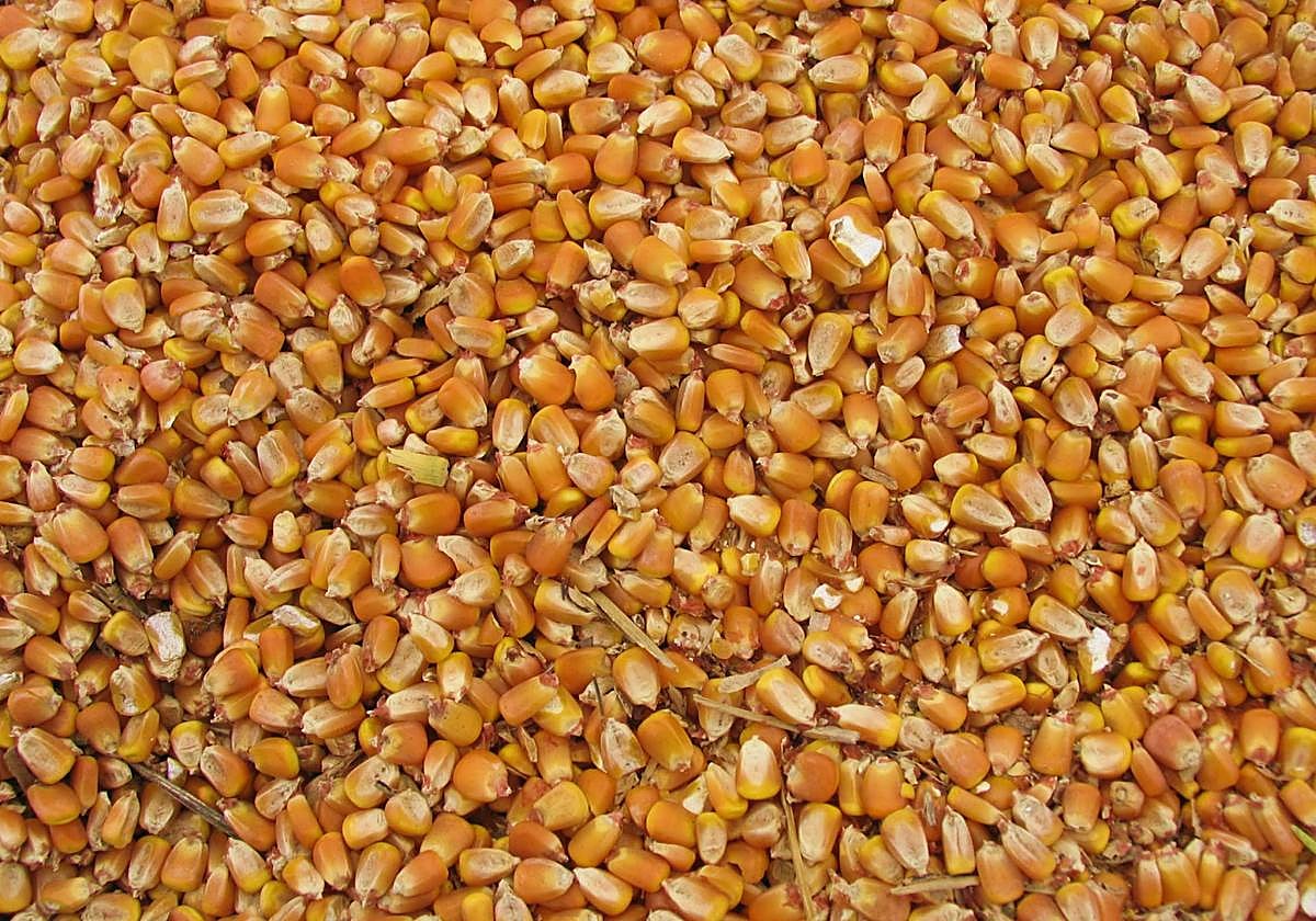 Alerta alimentaria «grave» por la presencia de toxinas cancerígenas en harina de maíz importada a España