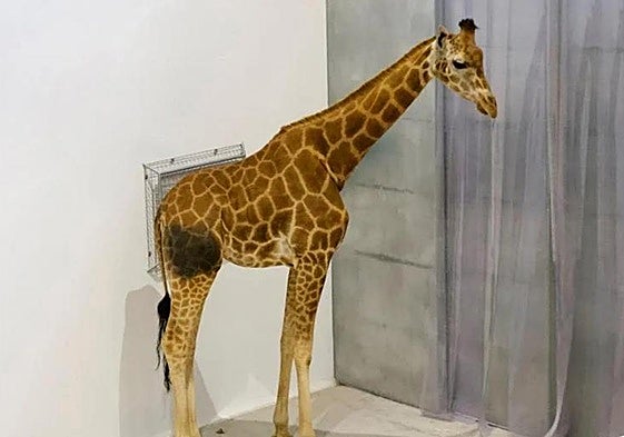 Fallece una de las jirafas de Cabárceno