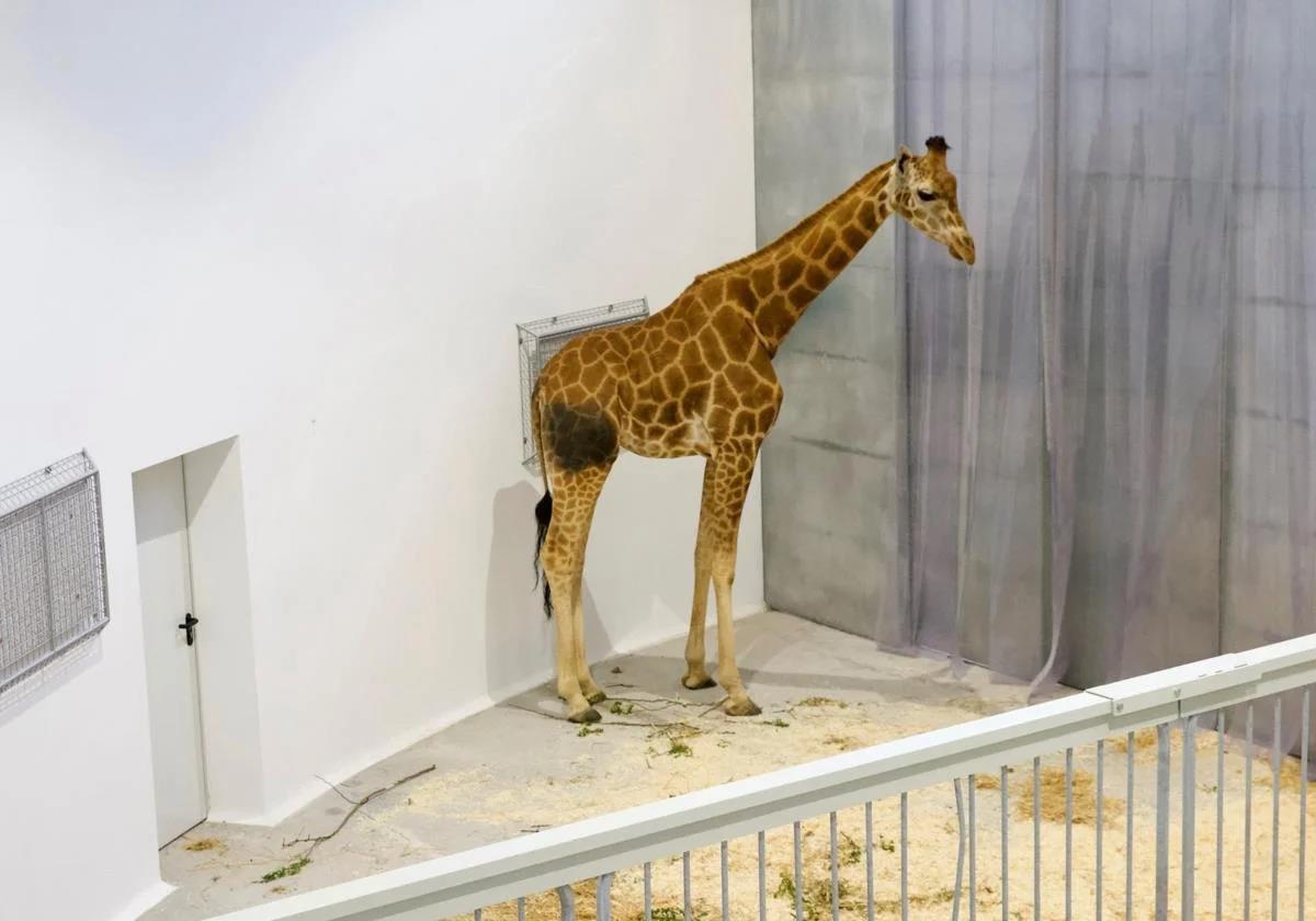 Fallece una de las jirafas de Cabárceno