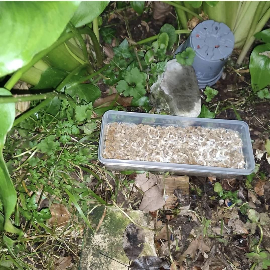 Imagen de la comida de los gatos empapada de lejía y amoníaco.