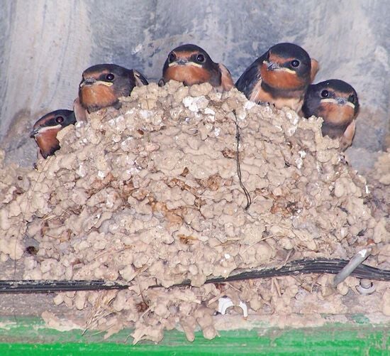 Crías de golondrinas se asoman desde el nido a la espera de alimento.