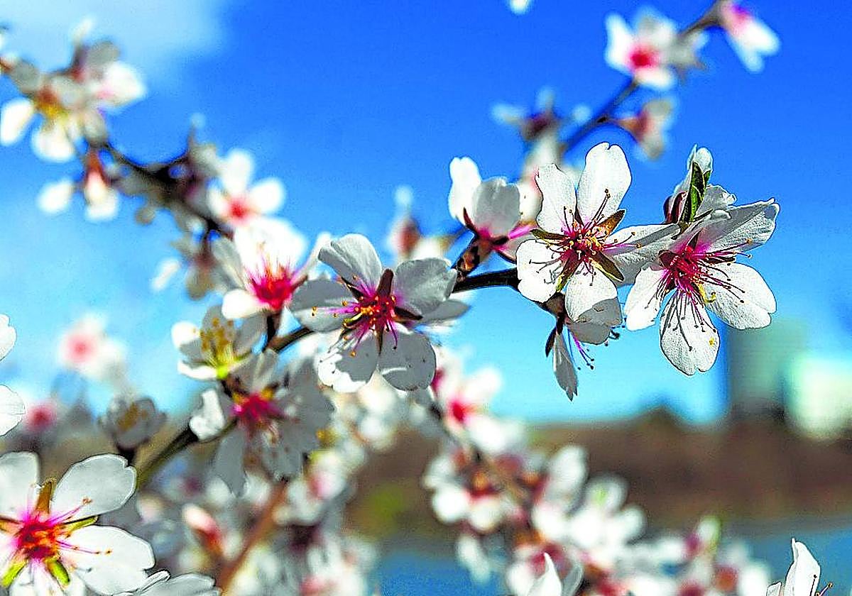 Almendro en flor.