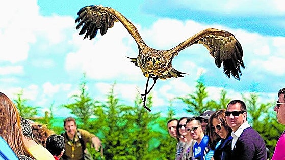 Un espectáculo con más de 200 aves