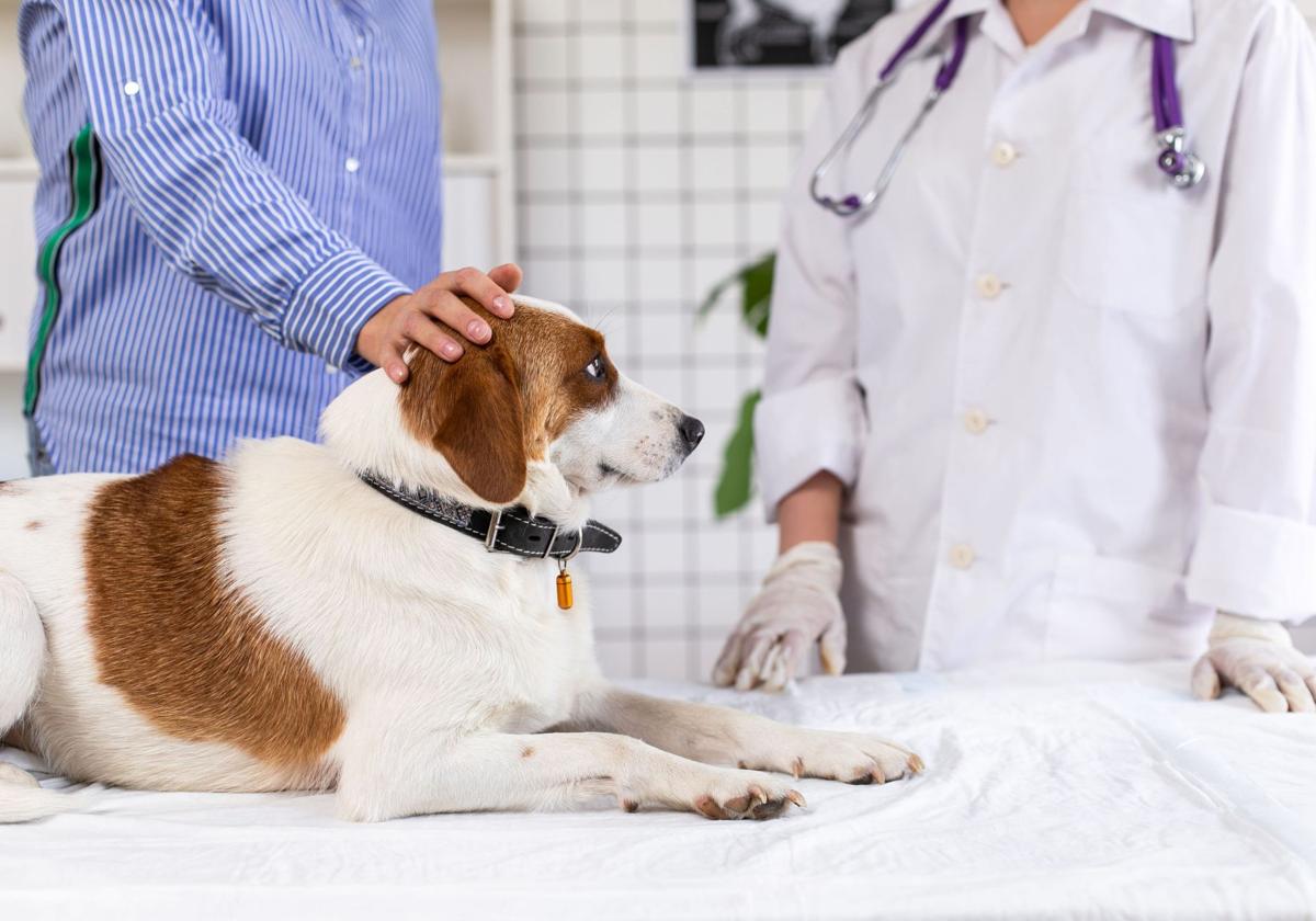 Si tu perro o gato necesita un antibiótico, «puede estar en peligro»