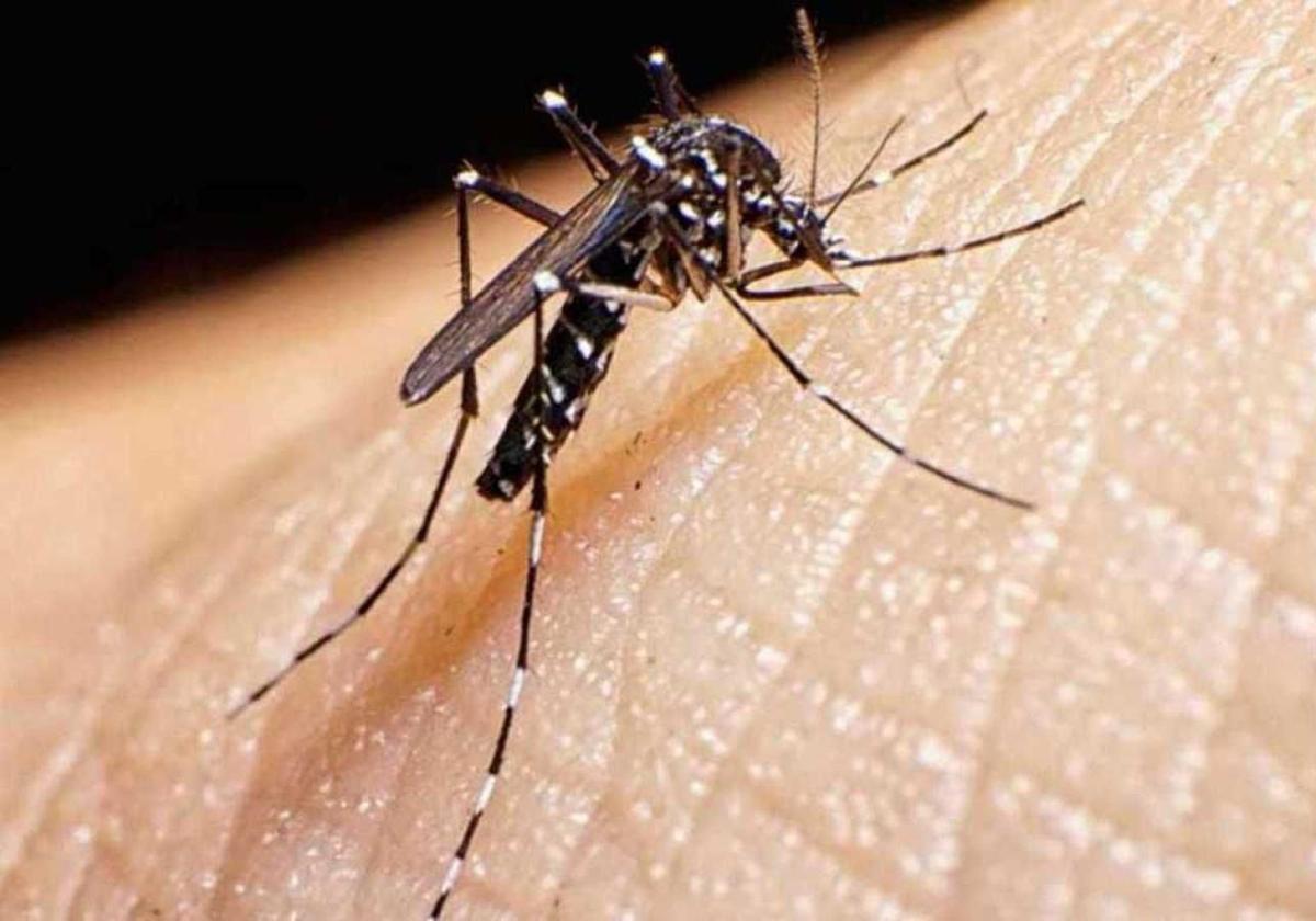 Mosquito tigre.