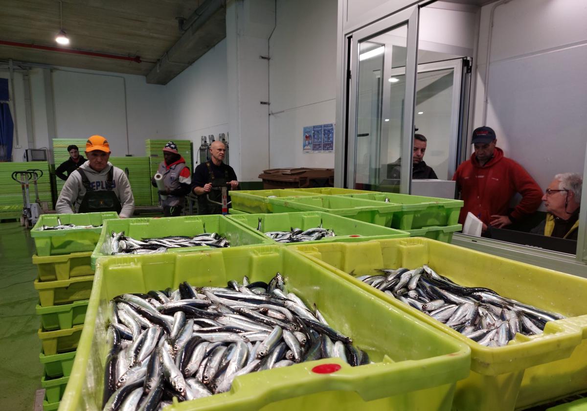 Profundo malestar entre los arrantzales al hundirse el precio de la anchoa en lonja a 70 céntimos