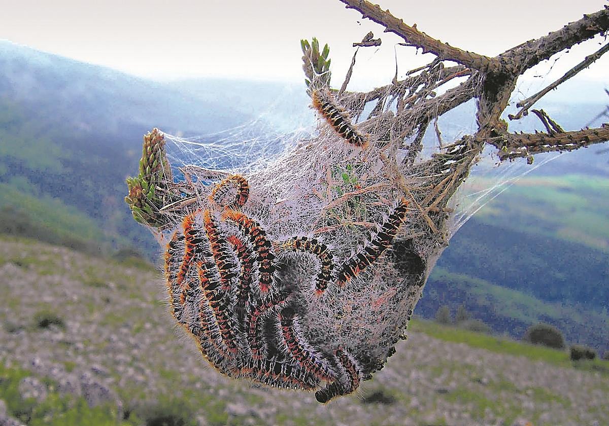 Uno de los gigantescos nidos en los que se reproduce la polilla.